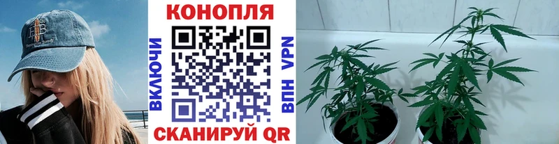 Канабис сатива  магазин продажи   Мелеуз 